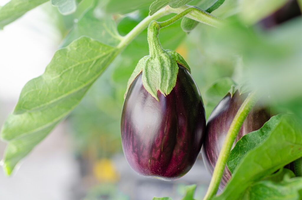eggplant, vegetables, plant